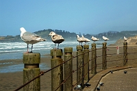 PAS_3529